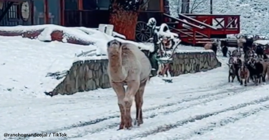 Baby Camel Can't Wait To Share Snow With His Animal Friends