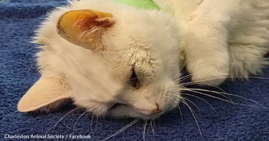 Vet Opens Sick Cat's Stomach And Makes "Unbelievable" Discovery