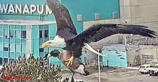 American Bald Eagle Caught on Camera Flying with a Canadian Goose Grasped in Its Talons