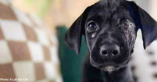 Injured Labrador Puppy Discarded Like Trash Finally Gets Care He Needs