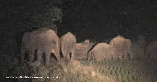 Hungry Elephants Are Destroying More and More Plantations in Thailand due to Climate Change