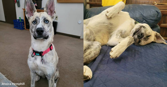 Anxious Husky/Pit Mix Rescued From Neglect, Now She Talks Her Forever Family's Ears Off