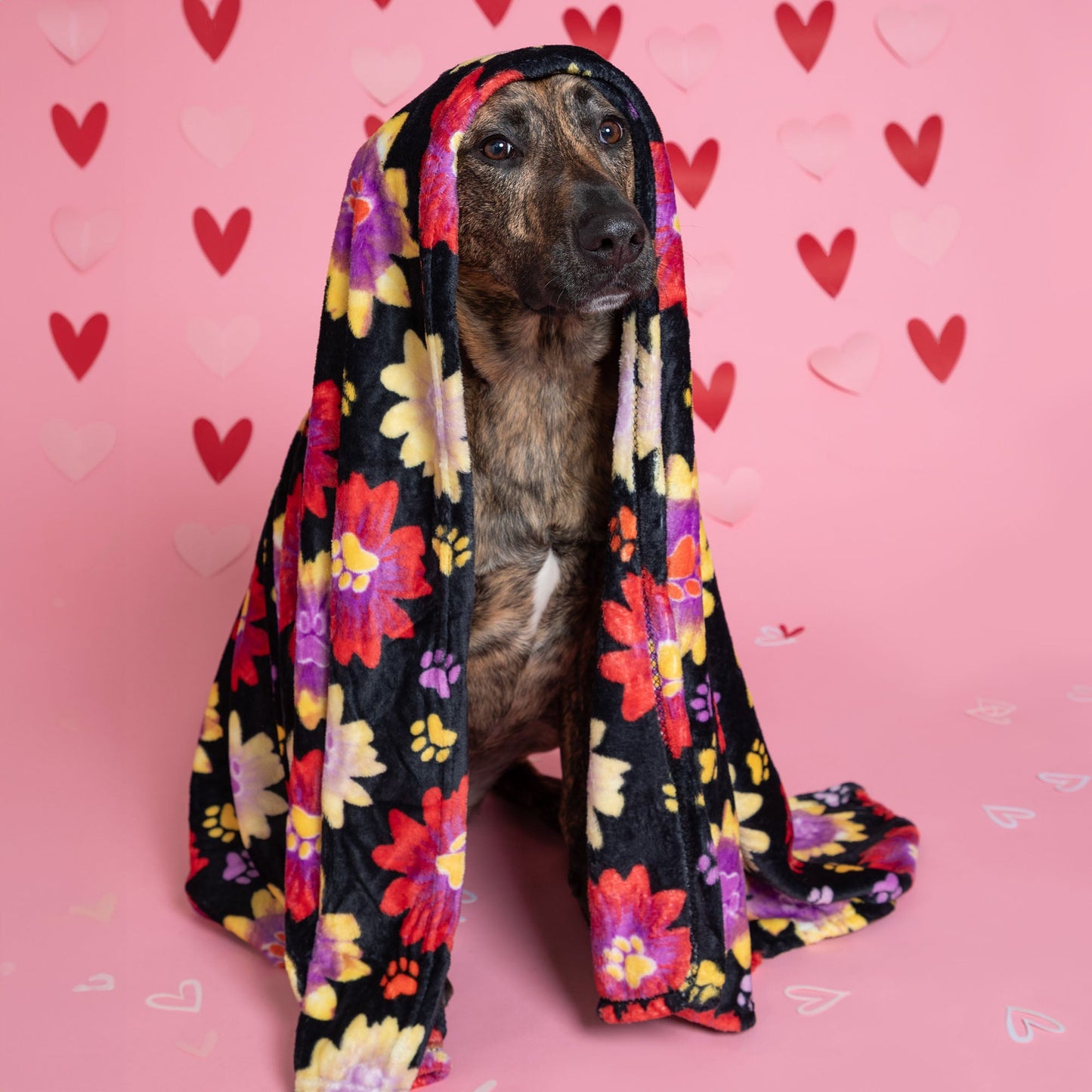 6th Annual Send a Valentine & Love To a Shelter Fur Baby