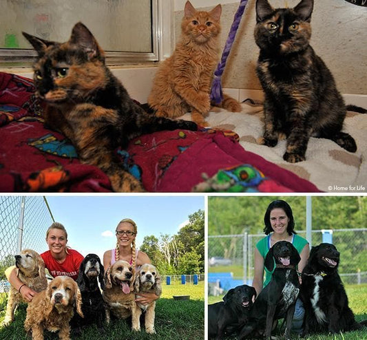 Donation - Build A Home For Life For Rescued Animals