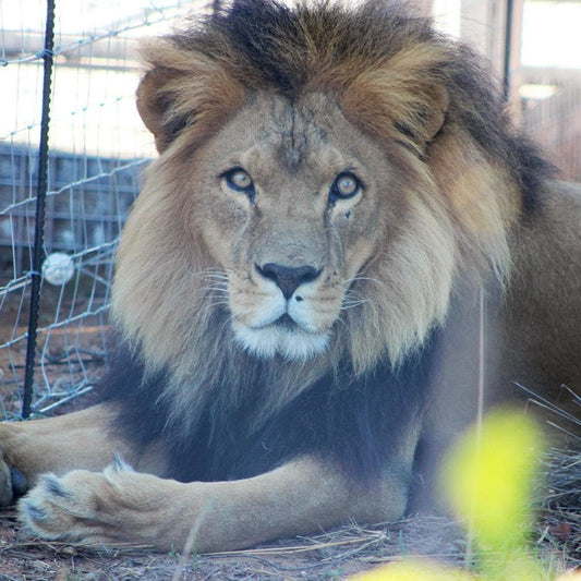 Donation - Build A Paradise For Lions Rescued From Abuse