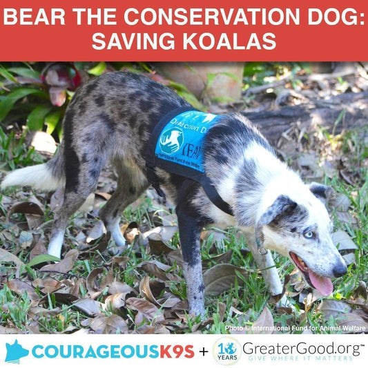 Donation - Help Bear The Courageous K9 Save Koalas