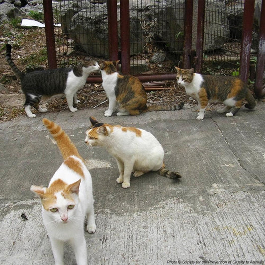Donation - Help The Lives Of Hong Kong's Street Cats