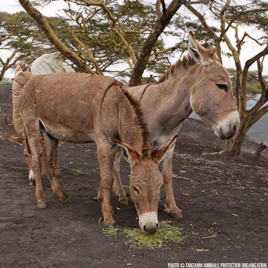 Donation - Provide Veterinary Care For Injured Donkeys