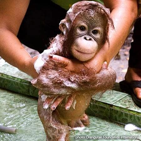 Donation - Return Orphaned Orangutans To The Wild