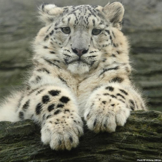 Donation - Save The Snow Leopard