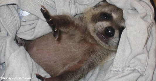 Good Samaritans Rescue Orphaned Raccoon Babies