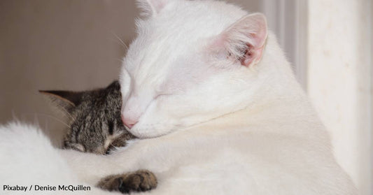 Two Senior Cats Become Smitten with Each Other