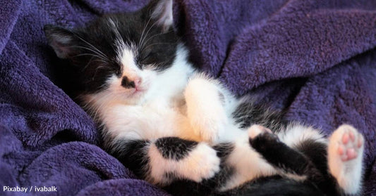 Kitten Dubbed 'Houdini' After Staging Multiple Disappearing Acts
