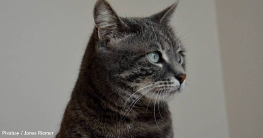 Cat at Shelter for Four Years Due to Digestive Issues Adopted By Man with Ulcerative Colitis