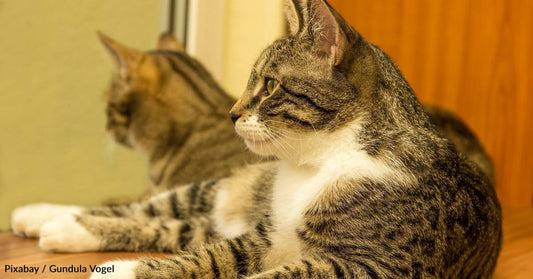 New Cat Moms Share Mothering Duties with Their Two Litters