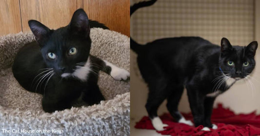 Kitten Recovers From Serious Illness, Now He's a Goofy Cat Ready to Make a Forever Family Laugh
