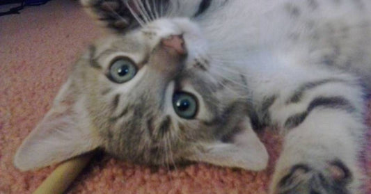 Kitten with 'Adorable Attitude Problem' Wins Over Potential Adopter with Hisses