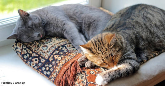 Woman Decides to Adopt Friendly Shelter Cat, But Her Less Social Sister is Part of the Deal