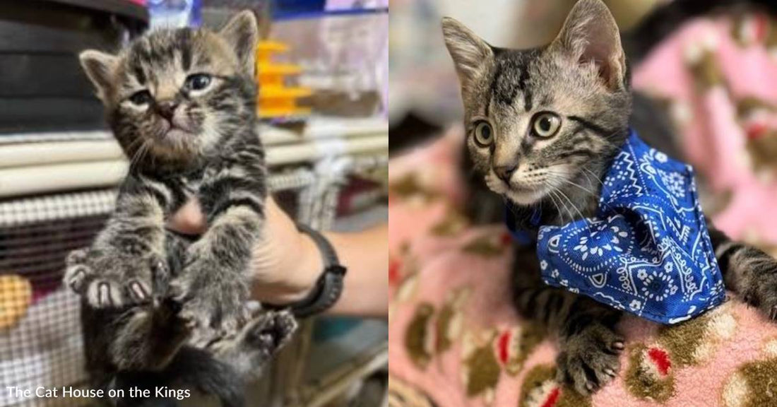 Kitten Named Tuna is a Catch, and He's Looking to Reel in a Forever Home
