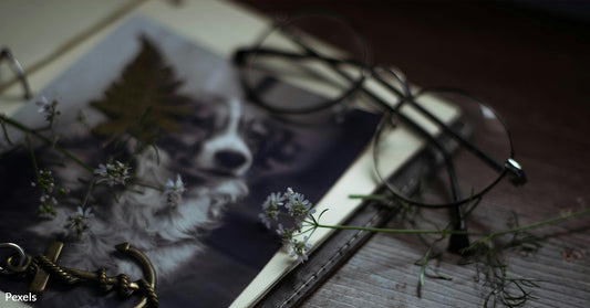Cherished Memories: Celebrate World Pet Memorial Day with Heartfelt Tributes