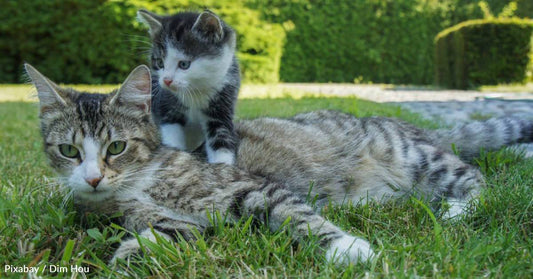 Cat 'Adopts' Feisty Stray Kitten and Helps Tame Her