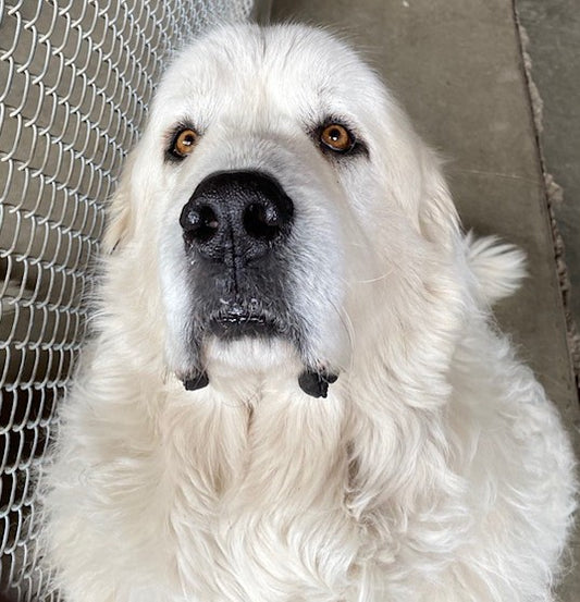 Great Pyrenees Rescue Montana in Hamilton, 762 | Clear The Shelters 2022 image
