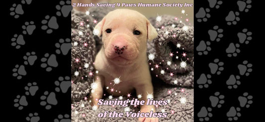 2 Hands Saving 4 Paws Humane Society Inc  in Thomson, 520 | Clear The Shelters 2022 image