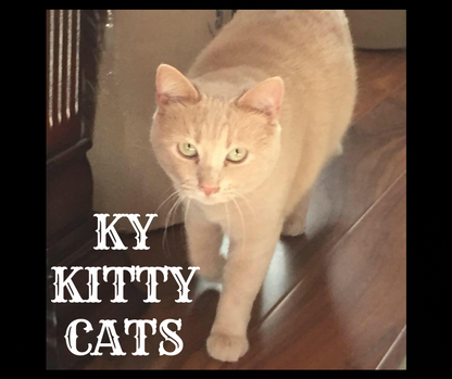 Kentucky Kitty Cats, Inc. in Cromwell, 736 | Clear The Shelters 2022 image