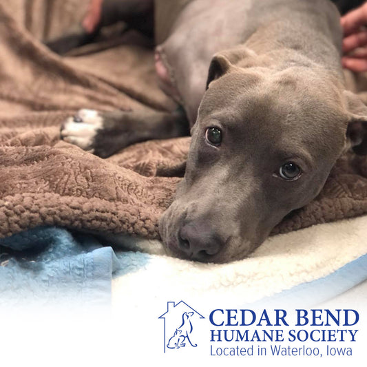 Cedar Bend Humane Society in Waterloo, 637 | Clear The Shelters 2022 image
