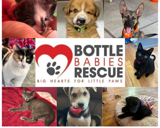 Bottle Babies Rescue in Plymouth, 505 | Clear The Shelters 2022 image