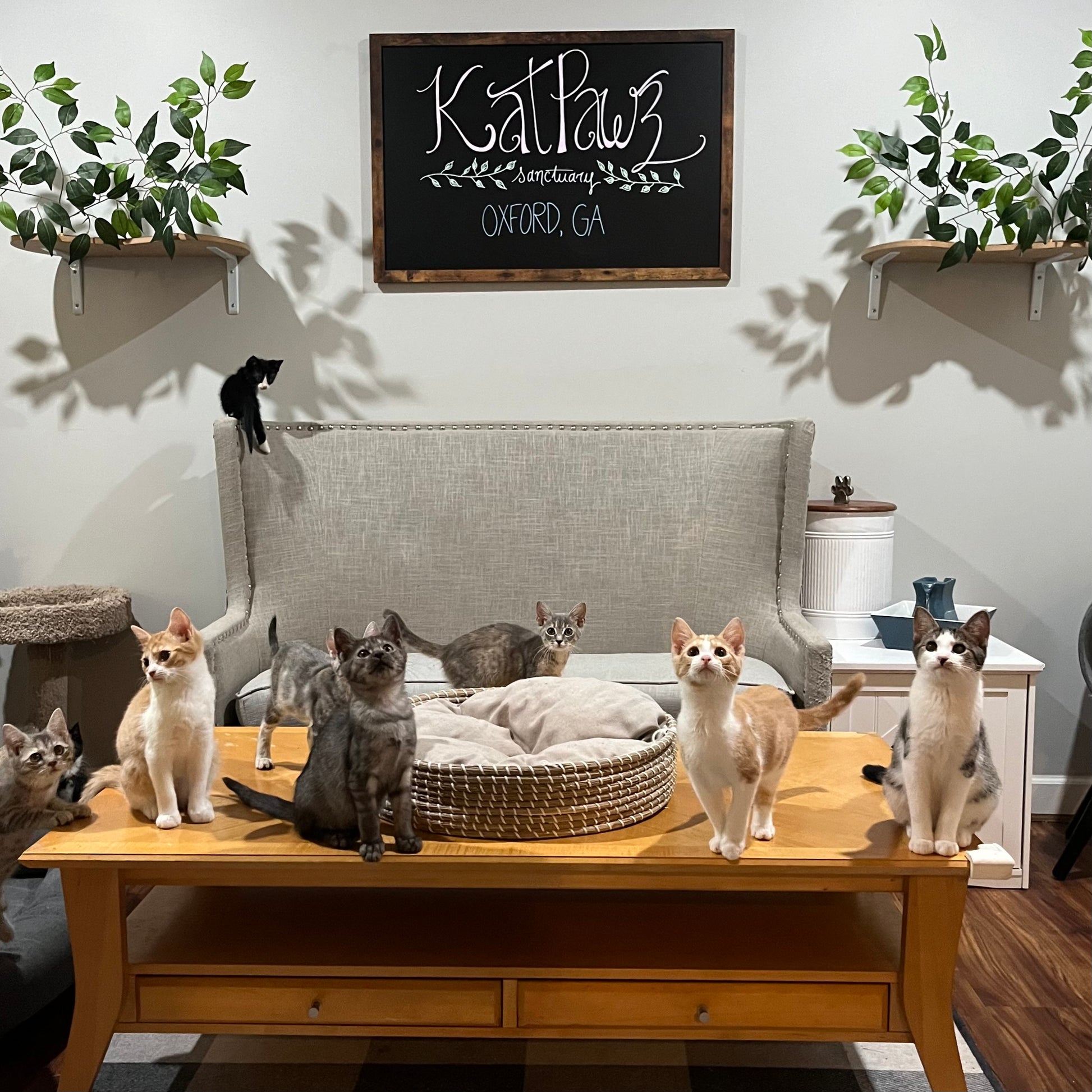 Kat Pawz Sanctuary in Oxford, 524 | Clear The Shelters 2022 image