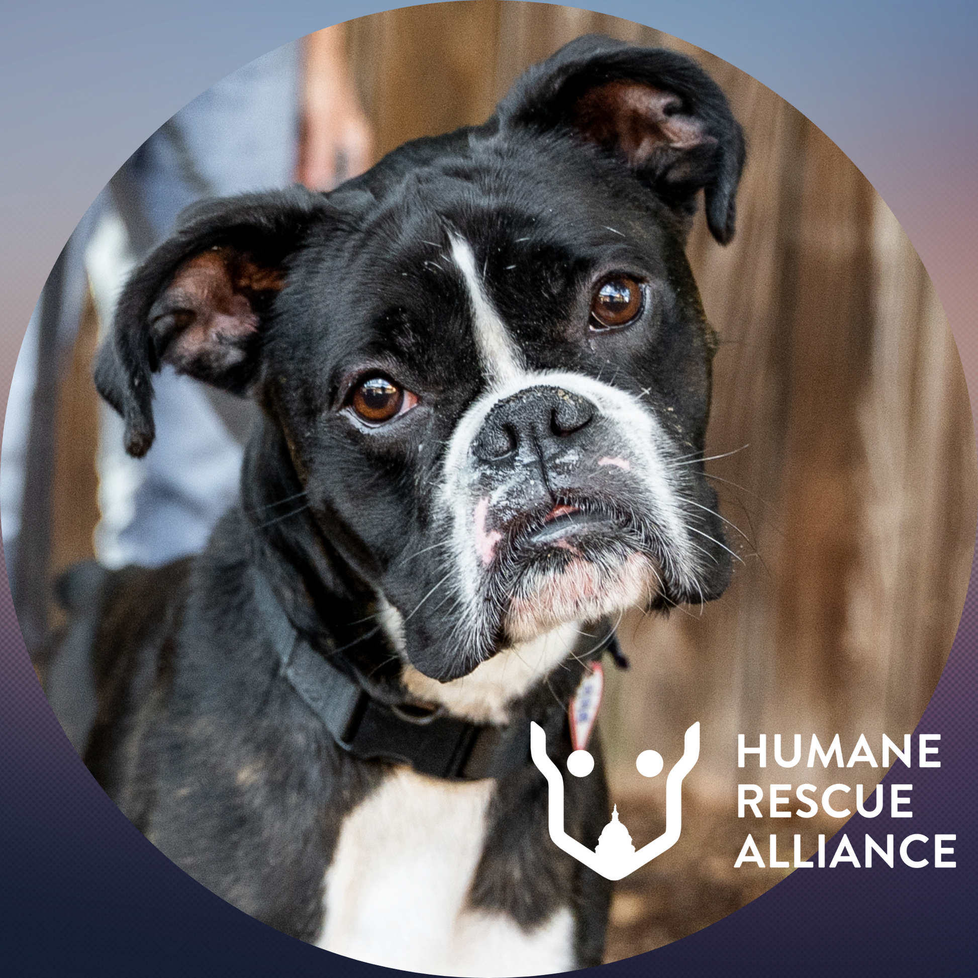 Humane Rescue Alliance in Washington, 511 | Clear The Shelters 2022 image