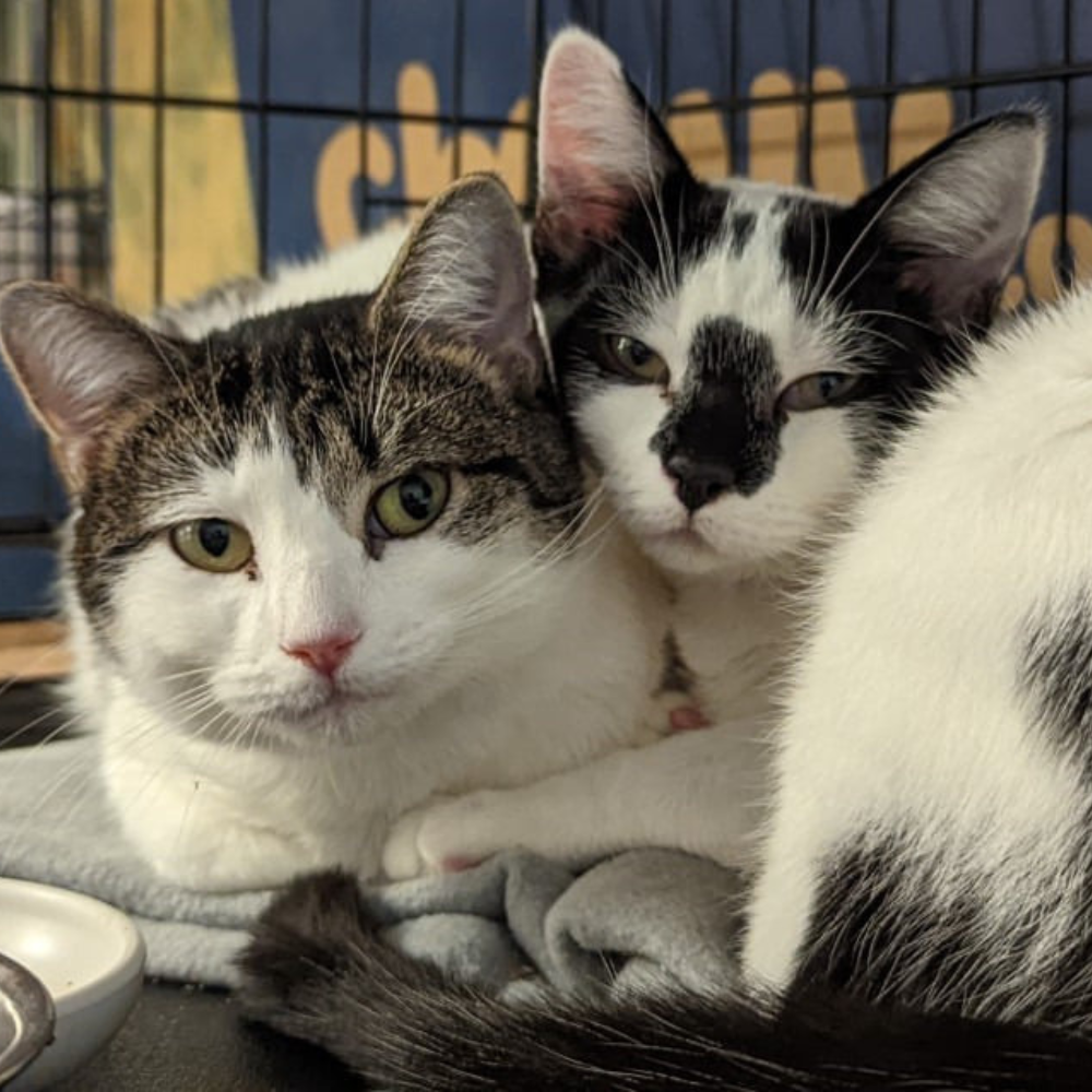 Connecticut Cat Connection in Windsor, 533 | Clear The Shelters 2022 image
