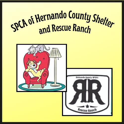 Spca of Hernando County  in Brooksville, 539 | Clear The Shelters 2022 image