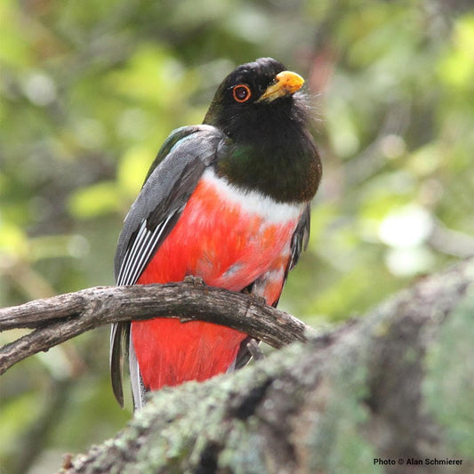 Donation - Madrean Discovery: Protect Critical Habitat In Mexico