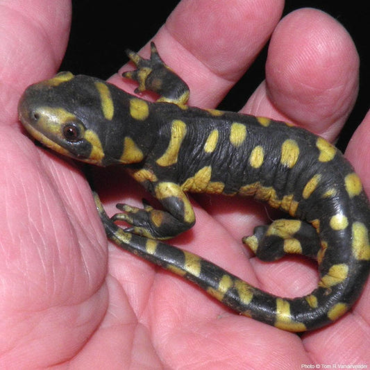 Donation - Madrean Discovery: Save The Sonoran Salamander!