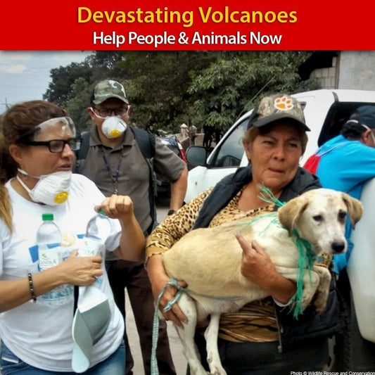 Donation - People And Pets Devastated By Volcanoes - Help Now!