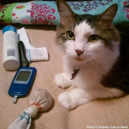 Donation - Provide Care And Treatment For Diabetic Cats