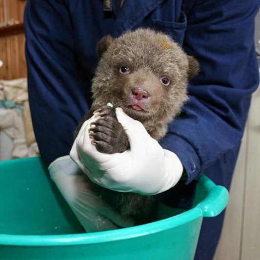 Donation - Rescue Orphaned Bear Cubs In Russia