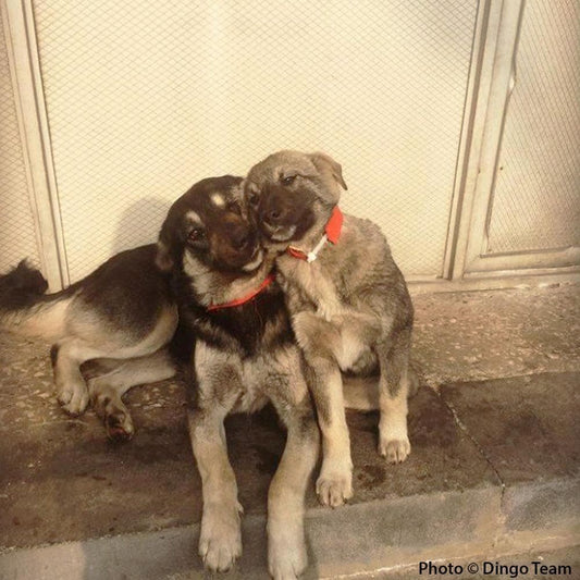 Donation - Sterilizing Saves Lives - Help Armenia's Dogs Now