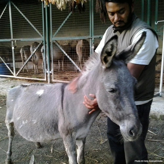 Donation - Support The Retired Donkey Sanctuary In Nepal